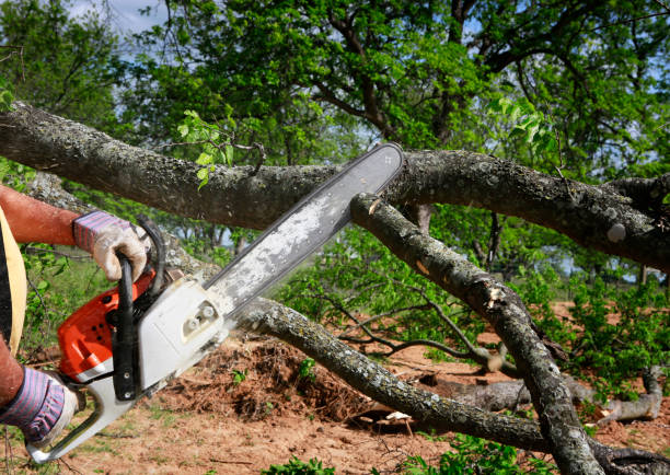 Best Tree Root Removal  in Terrace Heights, WA